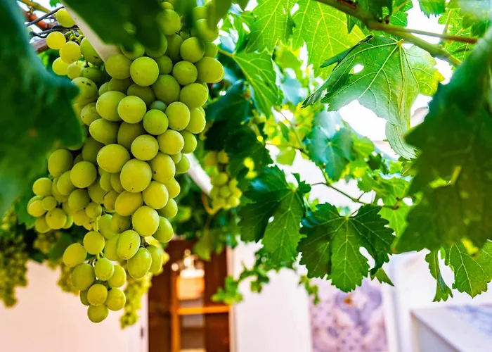 B&B Casa Minerva - E Relax 지오이아델콜레